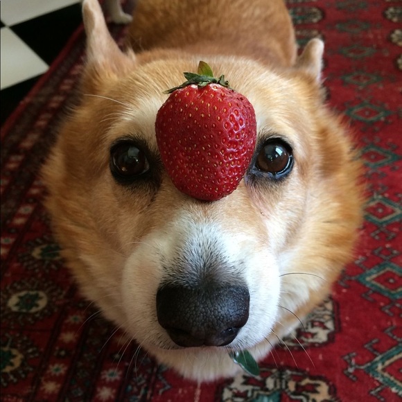 Meet your Posher, Davida - Picture 1 of 1